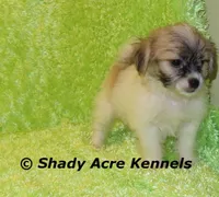 Magelan, a male Shichon for sale in Macon, GA – Photo 5 of 10
