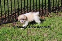 Shichon Magelan, a male Shichon and Mal Shi for sale in Macon, GA – Photo 5 of 7