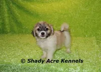 Magelan, a male Shichon for sale in Macon, GA – Photo 8 of 10