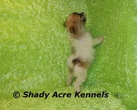 Magelan, a male Shichon for sale in Macon, GA – Photo 6 of 10