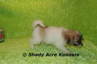 Magelan, a male Shichon for sale in Macon, GA – Photo 9 of 10