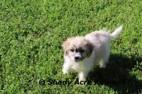Shichon Magelan, a male Shichon and Mal Shi for sale in Macon, GA – Photo 4 of 7