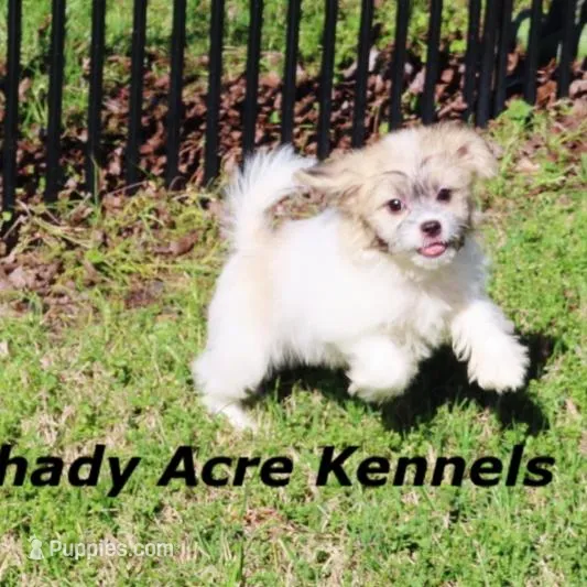 Shichon Magelan – Shichon, Mal Shi puppy for sale in Macon, GA