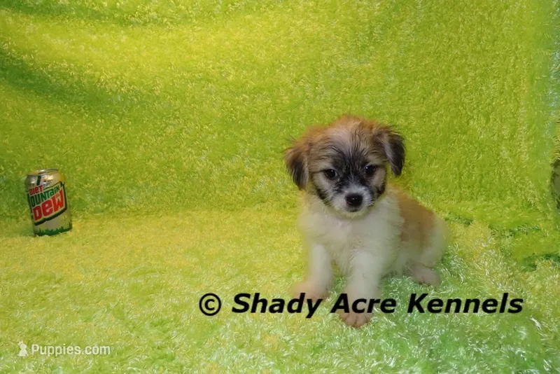 Shichon Magelan – Shichon, Mal Shi puppy for sale in Macon, GA