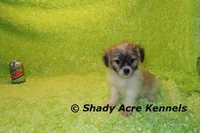Magelan, a male Shichon for sale in Macon, GA – Photo 10 of 10