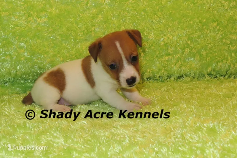 Shorty Giuliano – Jack Russell Terrier puppy for sale in Macon, GA