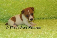 Shorty Giuliano, a male Jack Russell Terrier for sale in Macon, GA – 1 of 8