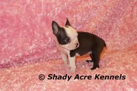 Duchess with Haggerty Spot, a female Boston Terrier for sale in Macon, GA – 2 of 6