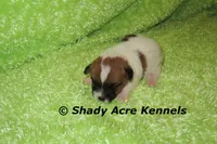 Milano, a male Jack Russell Terrier for sale in Macon, GA – 6 of 6