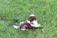 RobinHood, a male Havamalt for sale in Macon, GA – 9 of 10
