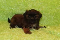 Kin, a male Shih Tzu for sale in Macon, GA – 8 of 9