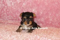 Buffi---AKC registerable, a female Yorkshire Terrier for sale in Macon, GA – 4 of 10