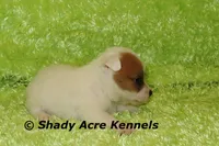 Shorty Android, a male Jack Russell Terrier for sale in Macon, GA – 4 of 8