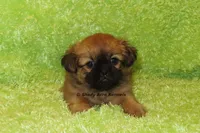 Firston, a male Shih Tzu for sale in Macon, GA – 4 of 8