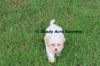Rolanda, a female Havamalt for sale in Macon, GA – 3 of 9