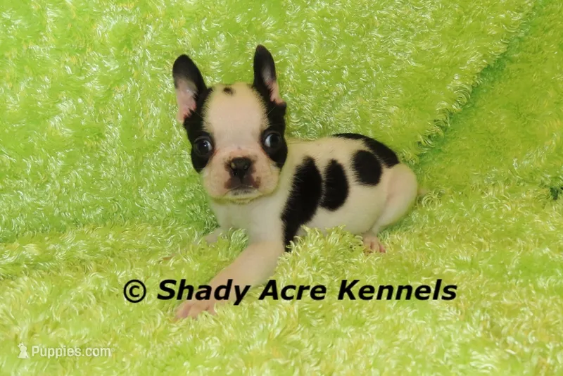 Indago--Splash with a Haggerty Spot – Boston Terrier puppy for sale in Macon, GA