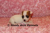 Anagi, a female Jack Russell Terrier for sale in Macon, GA – 8 of 9