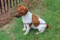 Smooth Shorty Cheff, a male Jack Russell Terrier for sale in Macon, GA – 5 of 8