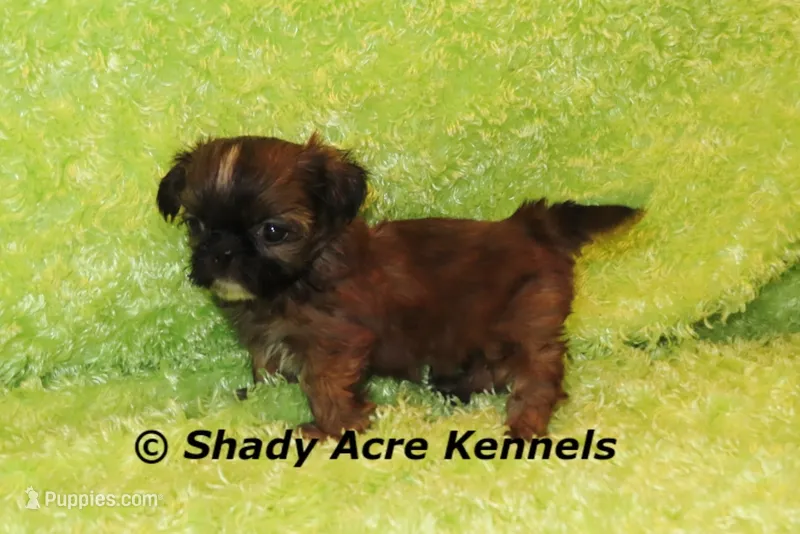Teeny Queckers – Shih Tzu puppy for sale in Macon, GA
