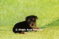 Buick----AKC registerable, a male Yorkshire Terrier for sale in Macon, GA – 6 of 9