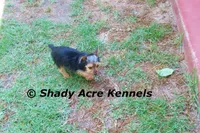 Frederick , a male Yorkshire Terrier for sale in Macon, GA – 7 of 9