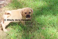 Bebby, a male Puggle for sale in Macon, GA – 7 of 10