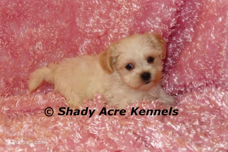 Diamond – Mal Shi puppy for sale in Macon, GA
