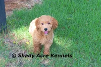 F1b Mini Golden Laroy--average weight 30#, a male Miniature Goldendoodle for sale in Macon, GA – 7 of 8