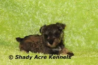 Esdras--smaller than average, a male Miniature Schnauzer for sale in Macon, GA – 10 of 10