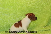 Smooth Shorty Cheff, a male Jack Russell Terrier for sale in Macon, GA – 9 of 10