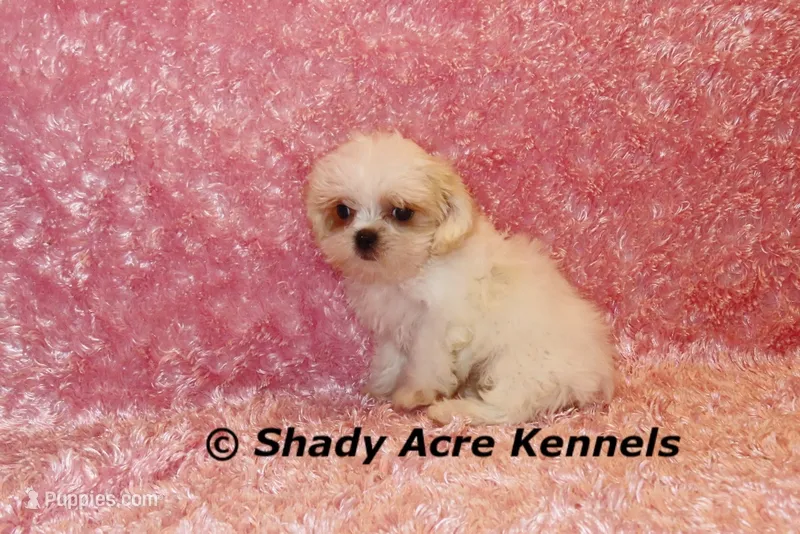 Dianna-mature weight 5-7 lb – Mal Shi puppy for sale in Macon, GA