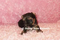 Bugundy--AKC registerable, a female Yorkshire Terrier for sale in Macon, GA – 4 of 6