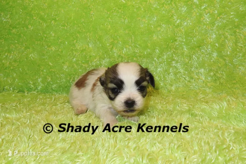Girrett – Mal Shi puppy for sale in Macon, GA