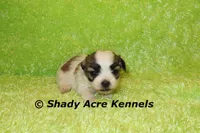 Girrett, a male Mal Shi for sale in Macon, GA – 1 of 7