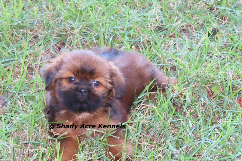 Kinsley – Shih Tzu puppy for sale in Macon, GA