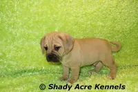 Bebby, a male Puggle for sale in Macon, GA – 4 of 10