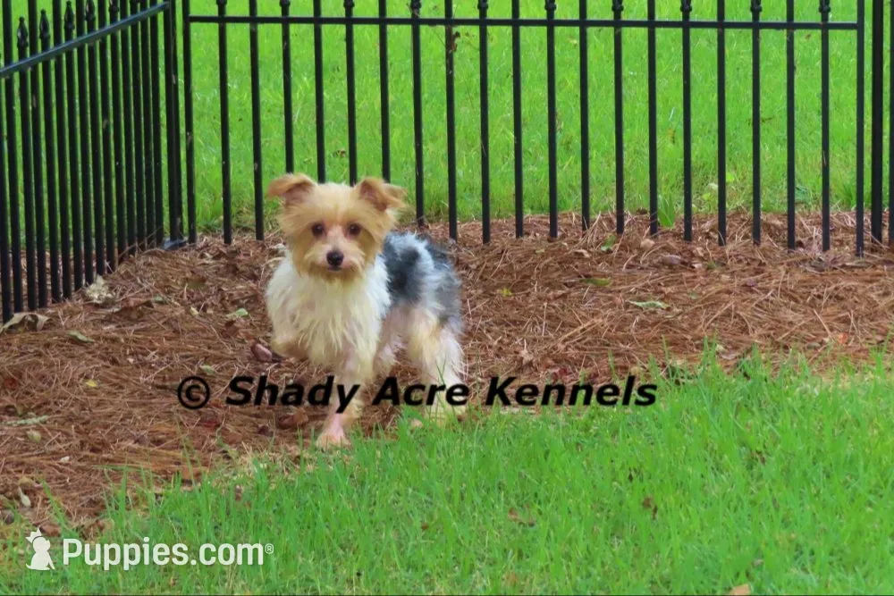 Buick-Pics of parents too--average 4lbs, a male Yorkshire Terrier for sale in Macon, GA – 8 of 8