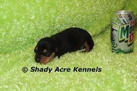 Pump, a male Miniature Dachshund for sale in Macon, GA – Photo 4 of 7