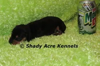 Pump, a male Miniature Dachshund for sale in Macon, GA – Photo 5 of 7