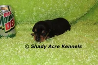 Pump, a male Miniature Dachshund for sale in Macon, GA – Photo 1 of 7