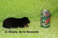 Pump, a male Miniature Dachshund for sale in Macon, GA – Photo 7 of 7