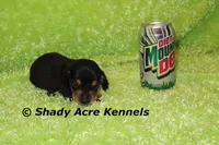 Pump, a male Miniature Dachshund for sale in Macon, GA – Photo 6 of 7