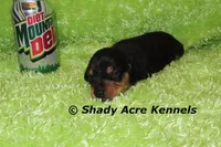 Pump, a male Miniature Dachshund for sale in Macon, GA – Photo 3 of 7