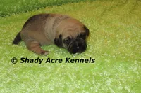 Benard, a male Puggle for sale in Macon, GA – 1 of 8