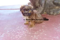 Kin-Parent pics too, a male Shih Tzu for sale in Macon, GA – 7 of 9