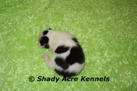 Splash with a Haggerty Spot, a male Miniature Goldendoodle for sale in Macon, GA – 5 of 5