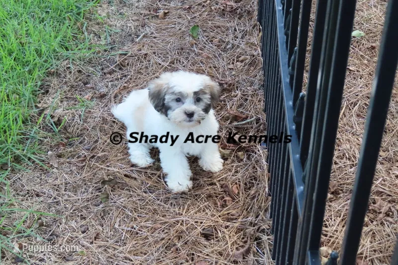 Mae – Shichon puppy for sale in Macon, GA