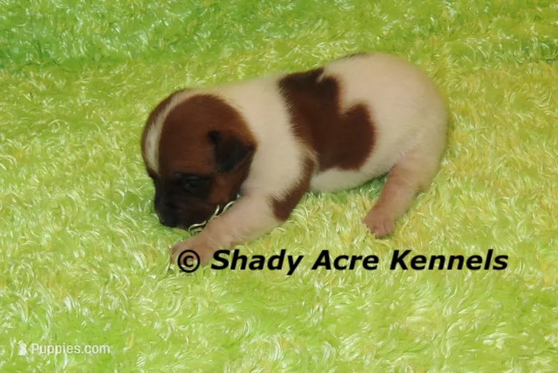 Smooth Shorty Cheff – Jack Russell Terrier puppy for sale in Macon, GA