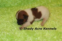 Smooth Shorty Cheff, a male Jack Russell Terrier for sale in Macon, GA – 1 of 5