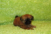Firston, a male Shih Tzu for sale in Macon, GA – 8 of 8